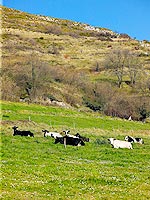 Asturias, vacas pastando.