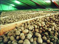 Almacen de patatas en Galicia