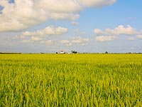 Campo de arroz madurando en el Delta del Ebro