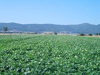 Campo de patatas en Galicia