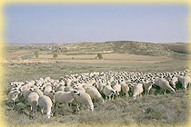 Rebaño de ovejas en Castilla y León.