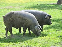 Raza porcina: cerdo ibérico.