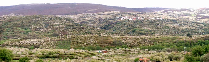 Cerezos Valle del Jerte