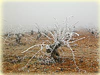 Zona Producción Denominación de Origen Cigales, viñedo en invierno.
