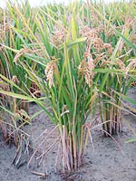 Planta de arroz del Delta del Ebro, varidad Gleba