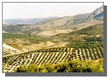 Sierra Mágina, olivares.