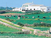 Explotación ganadera en la isla de Menorca (Baleares)