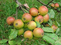 Manzana variedad Prieta