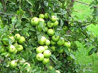 Manzanas variedad Regona
