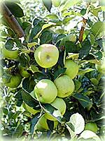 Manzanas del Bierzo, León.