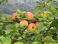 Manzanas variedad Solarina