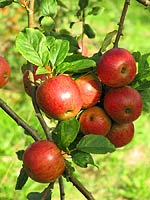 Manzanas variedad Xuanina