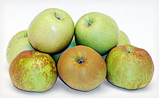 Manzanas de El Bierzo