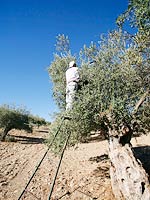 Podando olivos de la variedad aloreña