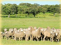 Rebaño de ovejas de la Raza Merina (Extremadura).