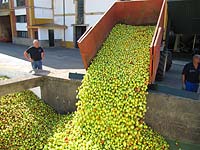 Recepción de las manzanas en el lagar asturiano