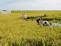 Campos de arroz de la DOP Arroz de Valencia