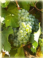 D.O. Rueda, variedad uva verdejo.